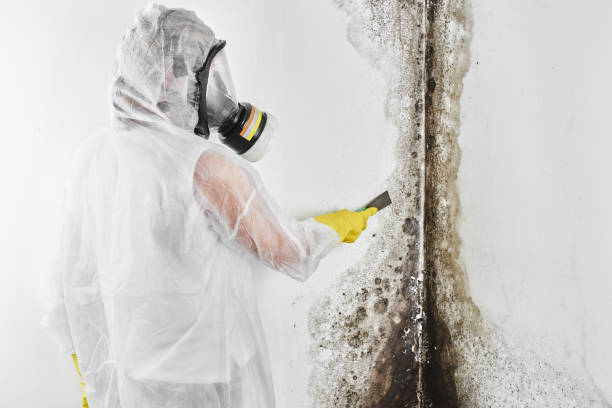 Best Post-Flood Mold Remediation in Walkerton, IN