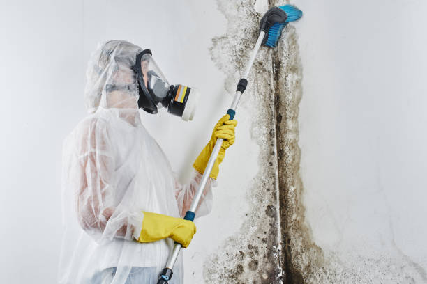 Best Mold Remediation for Specific Building Types in Walkerton, IN