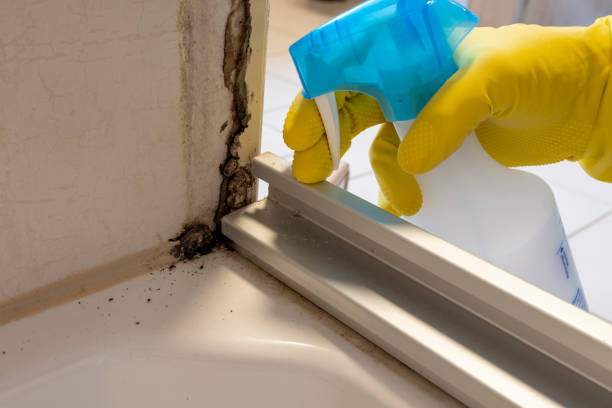 Best Black Mold Remediation in Walkerton, IN
