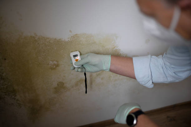 Professional Mold Remediation in Walkerton, IN