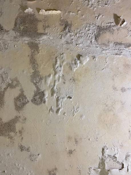 Best Health and Safety Mold Remediation in Walkerton, IN