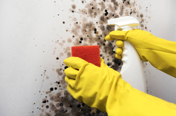 Best Kitchen Mold Remediation in Walkerton, IN