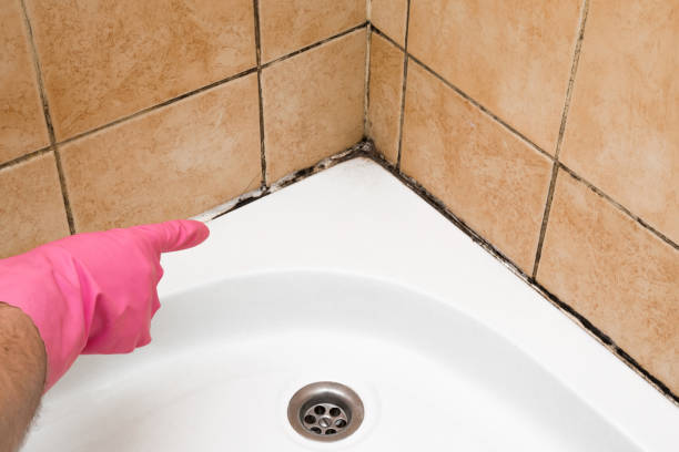 Best Basement Mold Remediation in Walkerton, IN